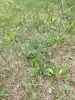Щавель луговой - Вся Беларусь - 248620 - Доска объявлений Kupika.by - Фото 3
