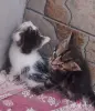 Котята даром - Вся Беларусь - 248893 - Доска объявлений Kupika.by - Фото 2