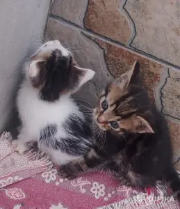 Котята даром