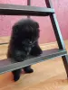 Померанский шпиц - Вся Беларусь - 249901 - Доска объявлений Kupika.by - Фото 3