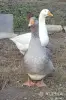 Гуси семья гусей - Вся Беларусь - 249252 - Доска объявлений Kupika.by - Фото 3