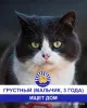 Стая Вики - котики ждут своих хозяев - Вся Беларусь - 248113 - Доска объявлений Kupika.by - Фото 5