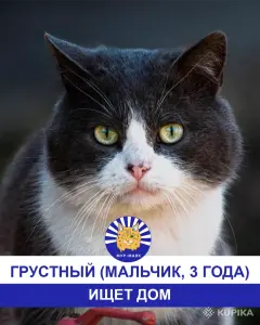 Стая Вики - котики ждут своих хозяев