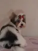 Щенок Бивера - Вся Беларусь - 248787 - Доска объявлений Kupika.by - Фото 4