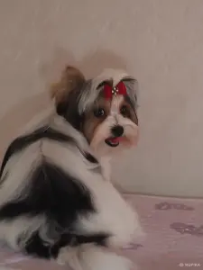 Щенок Бивера