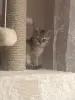 Золотые шиншиллы - Шарковщина - 249010 - Доска объявлений Kupika.by - Фото 7