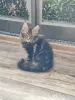 Кошки - Мейн-Кун - Вся Беларусь Мейн-Кун - Вся Беларусь - 249013 - Доска объявлений Kupika.by