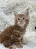 Мейн-Кун котята - Вся Беларусь - 247426 - Доска объявлений Kupika.by