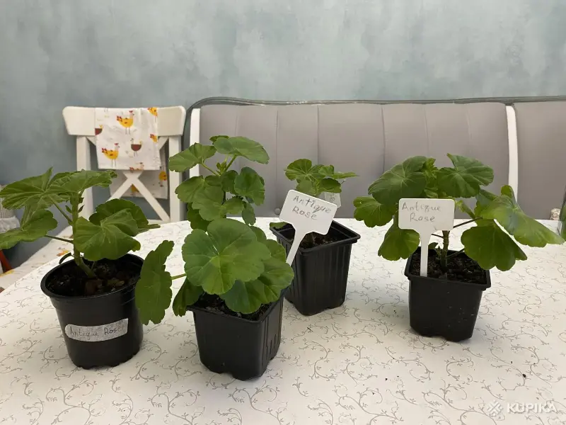 Розебудная герань Antique Rose,-молодые кустики - Вся Беларусь - 247875 - Доска объявлений Kupika.by - Фото 8