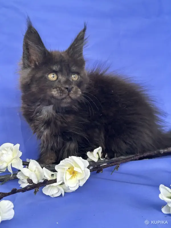 Мейн-Кун котята чистокровные - Вся Беларусь - 249572 - Доска объявлений Kupika.by - Фото 10