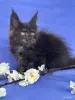 Мейн-Кун котята чистокровные - Вся Беларусь - 249572 - Доска объявлений Kupika.by - Фото 10