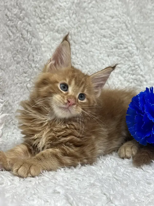 Кошки - Мейн-Кун котята - Вся Беларусь - Фото 7 Мейн-Кун котята - Вся Беларусь - 248534 - Доска объявлений Kupika.by - Фото 7