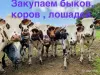 Выкуп быков, коров, лошадей по всей территории РБ.Звоните. - Вся Беларусь - 232869 - Доска объявлений Kupika.by