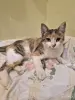 Кошки - Стерилизованная кошечка в дар - Вся Беларусь Стерилизованная кошечка в дар - Вся Беларусь - 249903 - Доска объявлений Kupika.by