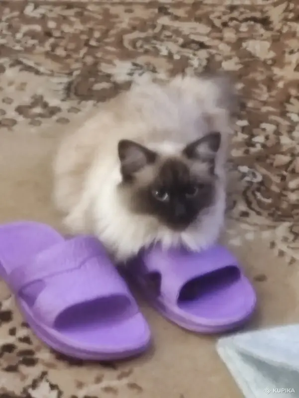 Котята невские маскарадные - Вся Беларусь - 251004 - Доска объявлений Kupika.by - Фото 10