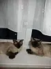 Котята невские маскарадные - Вся Беларусь - 251004 - Доска объявлений Kupika.by - Фото 11