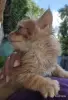 рыжий пушистый котенок - Вся Беларусь - 250967 - Доска объявлений Kupika.by