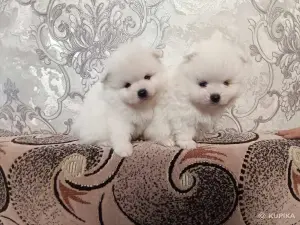 Щенки белого померанского шпица