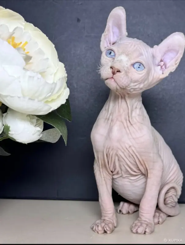 Кошки - Канадский сфинкс котята Белоснежные котята - Вся Беларусь - Фото 3 Канадский сфинкс котята Белоснежные котята - Вся Беларусь - 252495 - Доска объявлений Kupika.by - Фото 3