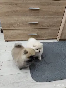 Щенки померанский шпиц