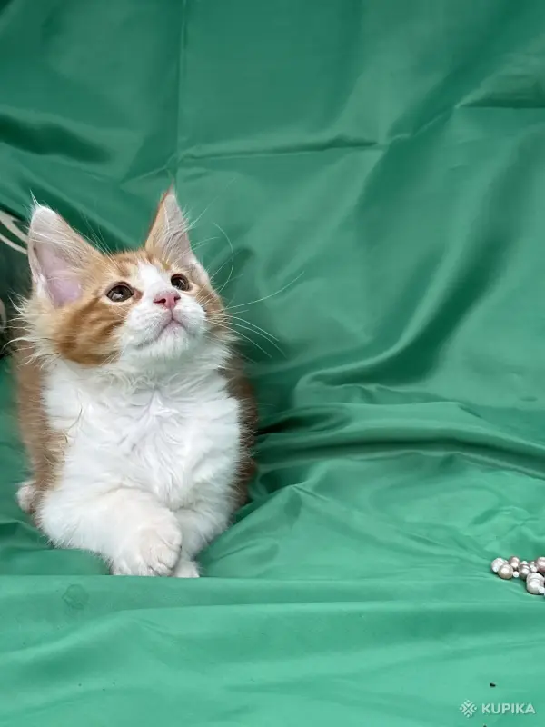 Кошки - Мейн-кун котята - Вся Беларусь - Фото 2 Мейн-кун котята - Вся Беларусь - 251799 - Доска объявлений Kupika.by - Фото 2