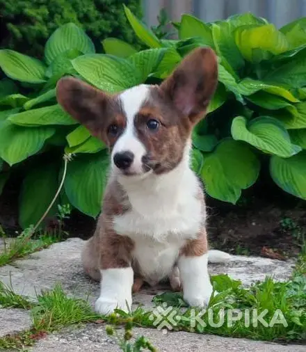 Красивый мальчик корги кардиган
