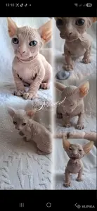 Канадский сфинкс котята Белоснежные котята