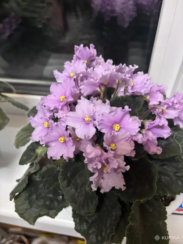 Листики укорененные от маточника