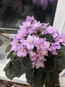 Листики укорененные от маточника
