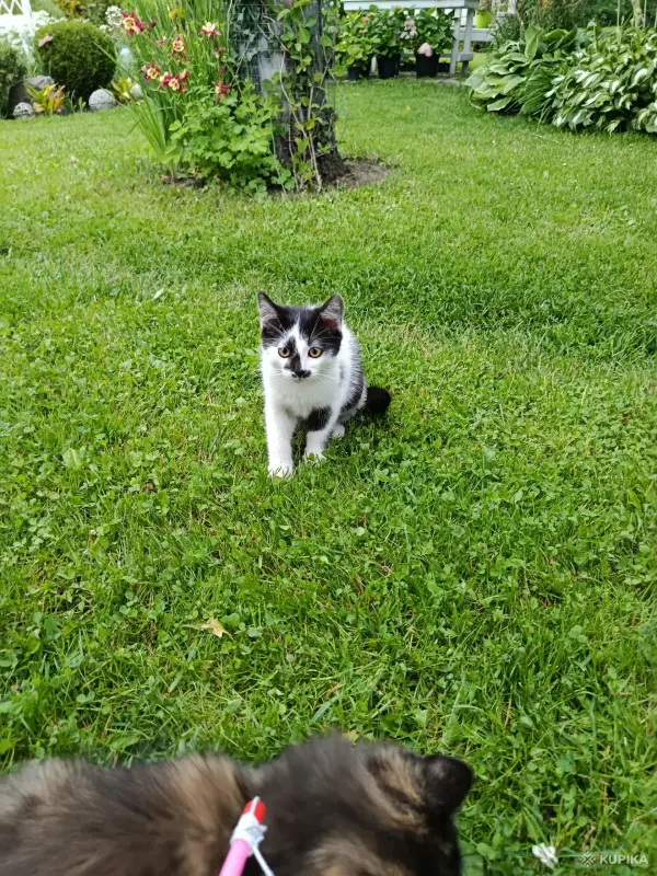 Котик в добрые руки😽🐈‍⬛😻! - Вся Беларусь - 253145 - Доска объявлений Kupika.by - Фото 4