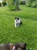 Котик в добрые руки😽🐈‍⬛😻! - Вся Беларусь - 253145 - Доска объявлений Kupika.by - Фото 4
