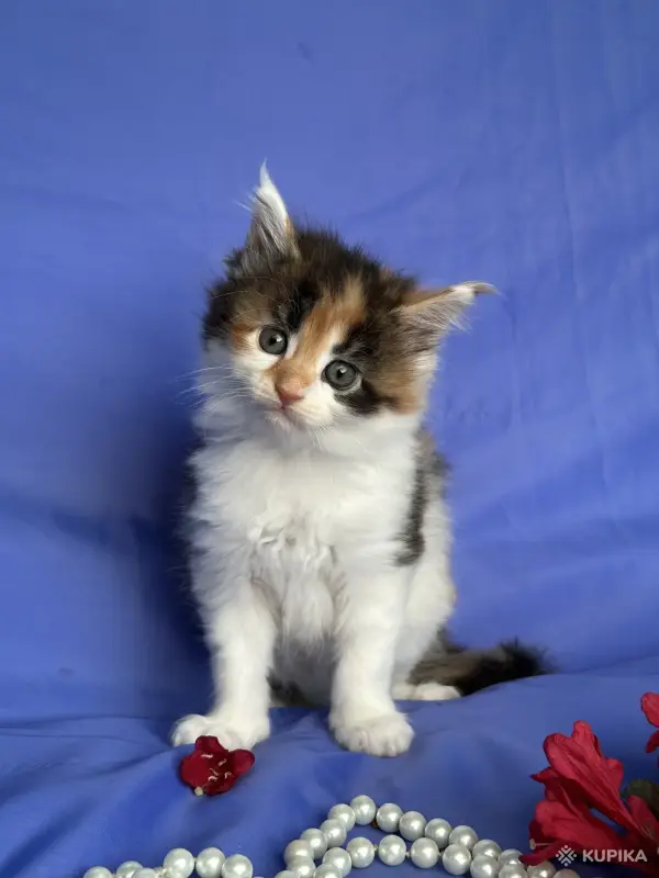 Кошки - Мейн-кун котята - Вся Беларусь - Фото 9 Мейн-кун котята - Вся Беларусь - 252096 - Доска объявлений Kupika.by - Фото 9