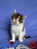 Кошки - Мейн-кун котята - Вся Беларусь - Фото 9 Мейн-кун котята - Вся Беларусь - 252096 - Доска объявлений Kupika.by - Фото 9