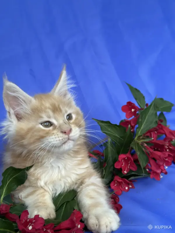Кошки - Мейн-кун котята - Вся Беларусь Мейн-кун котята - Вся Беларусь - 252096 - Доска объявлений Kupika.by