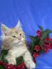 Кошки - Мейн-кун котята - Вся Беларусь Мейн-кун котята - Вся Беларусь - 252096 - Доска объявлений Kupika.by