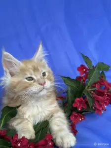Мейн-кун котята