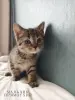 Кошки - Шотландские котята - Вся Беларусь Шотландские котята - Вся Беларусь - 252030 - Доска объявлений Kupika.by