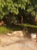 Щенки немецкой овчарки - Вся Беларусь - 252945 - Доска объявлений Kupika.by - Фото 4