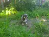 Собаки - Голубой щеночек чихуахуа - Вся Беларусь - Фото 3 Голубой щеночек чихуахуа - Вся Беларусь - 252343 - Доска объявлений Kupika.by - Фото 3