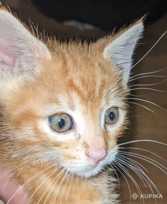 Кошки - рыжие котята пацаны - Вся Беларусь - Фото 3 рыжие котята пацаны - Вся Беларусь - 251465 - Доска объявлений Kupika.by - Фото 3