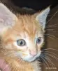 Кошки - рыжие котята пацаны - Вся Беларусь - Фото 3 рыжие котята пацаны - Вся Беларусь - 251465 - Доска объявлений Kupika.by - Фото 3