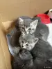 Котята - Вся Беларусь - 252581 - Доска объявлений Kupika.by - Фото 2