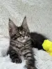 Кошки - Мейн-Кун котята - Вся Беларусь - Фото 3 Мейн-Кун котята - Вся Беларусь - 250701 - Доска объявлений Kupika.by - Фото 3
