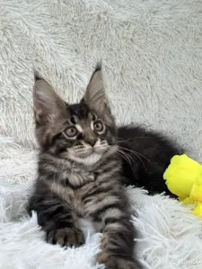 Мейн-Кун котята