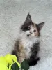 Кошки - Мейн-Кун котята - Вся Беларусь Мейн-Кун котята - Вся Беларусь - 250701 - Доска объявлений Kupika.by