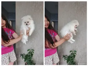 Животные