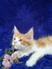 Кошки - Мейн-кун котята - Вся Беларусь - Фото 9 Мейн-кун котята - Вся Беларусь - 252201 - Доска объявлений Kupika.by - Фото 9