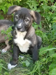 Щенки
