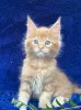 Кошки - Мейн-кун котята - Вся Беларусь - Фото 10 Мейн-кун котята - Вся Беларусь - 252201 - Доска объявлений Kupika.by - Фото 10