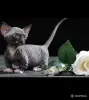Кошки - Канадский сфинкс котята Бамбини Эльф - Вся Беларусь - Фото 6 Канадский сфинкс котята Бамбини Эльф - Вся Беларусь - 252494 - Доска объявлений Kupika.by - Фото 6